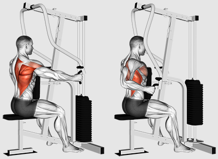 Sekiranya kita memberi tumpuan kepada baris atau menarik untuk latihan belakang yang lebih baik?